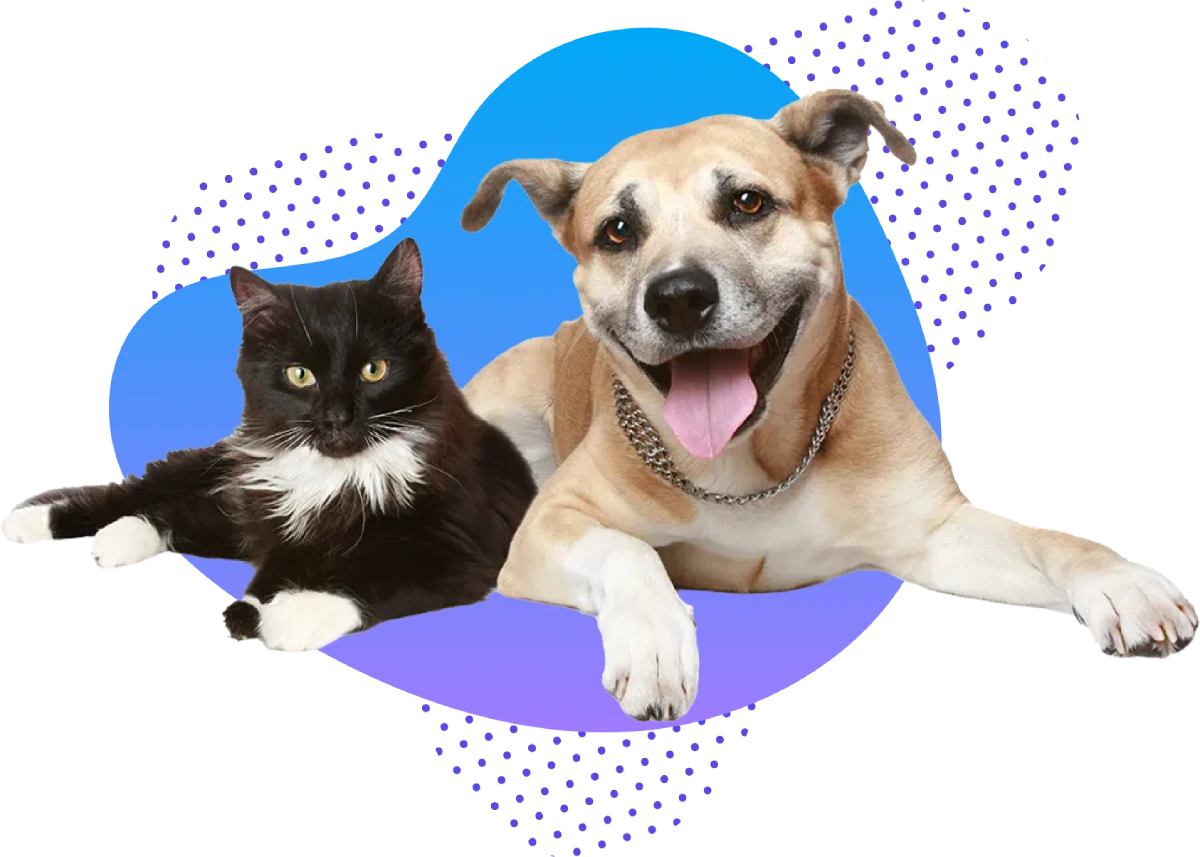 a black and white cat a beige dog laying next to each other