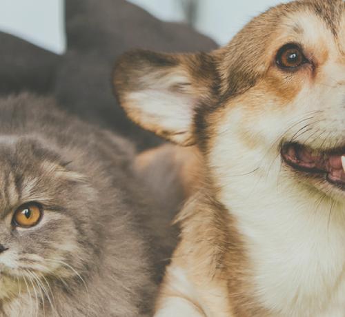 a close up picture of two corgi dogs and a cat