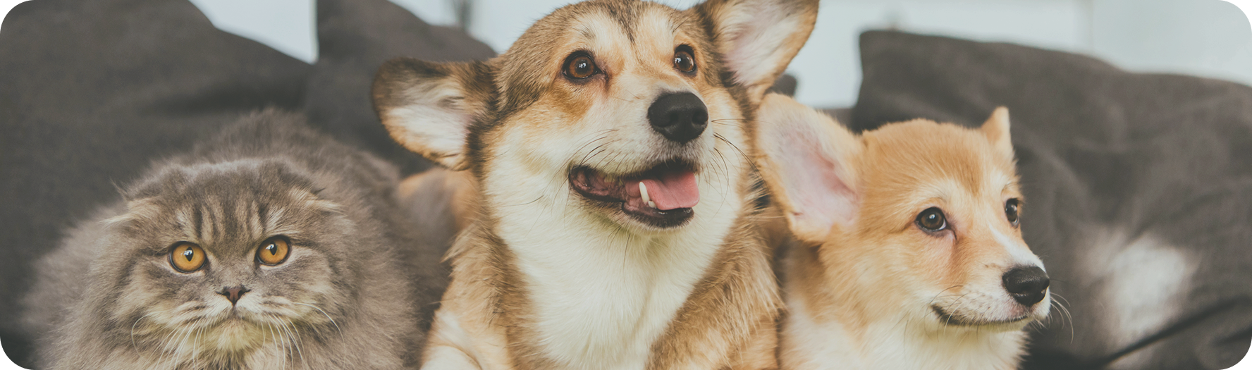 image of a concerned cat, and two happy corgi dogs