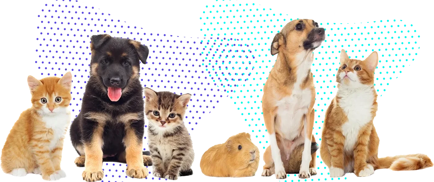 a group of animals (three cats, two dogs and a guinea pig) on a transparent background