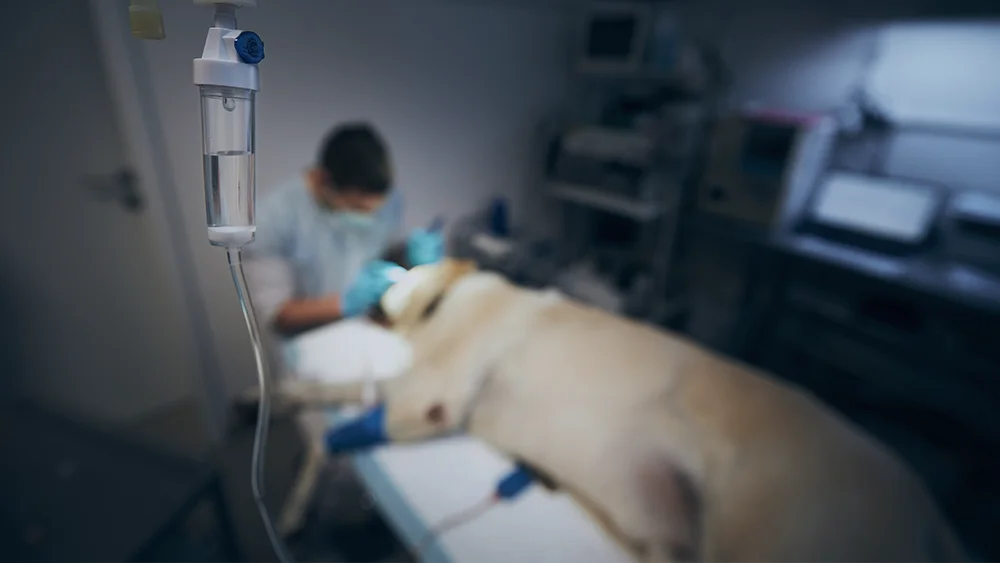 a blurry image of a white dog in surgery