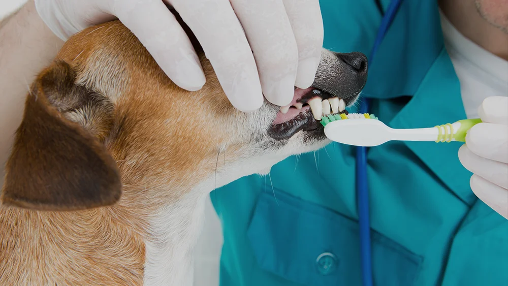a vet brushing dogs teeth