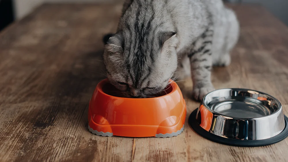 a grey cat eating its food from an orange bowl next to a metallic water bowl