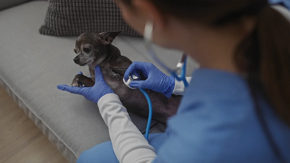 a over the shoulder image of a vet listening to the heart of a senior black chihuahua