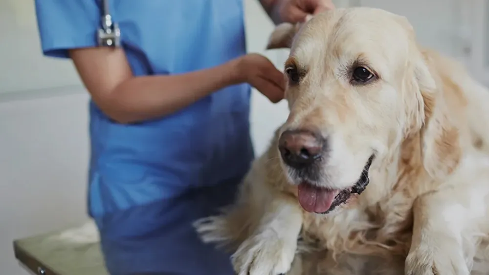 an image of a vet cleaning the ears of a white golden retriever