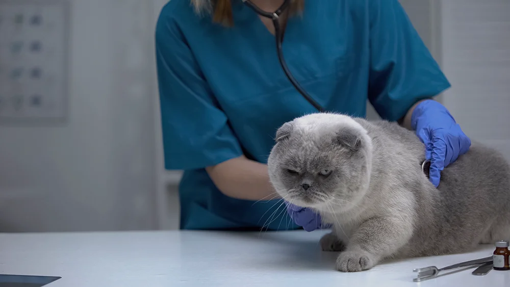 a vet hearing the lungs of a grey cat