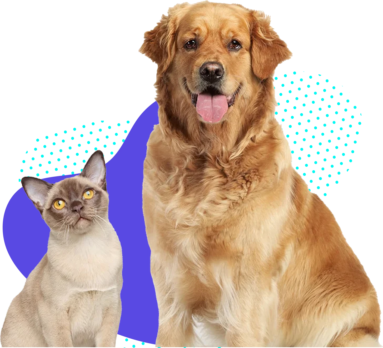 a happy golden retriever and a siamese cat with a purple and transparent backgorund