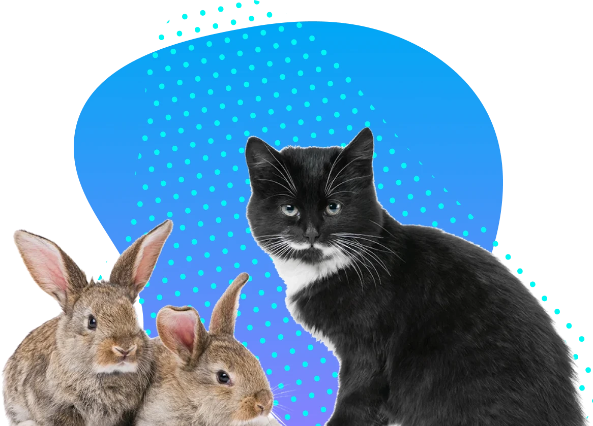 a cat and two bunnies on a transparent background with a gradient blob