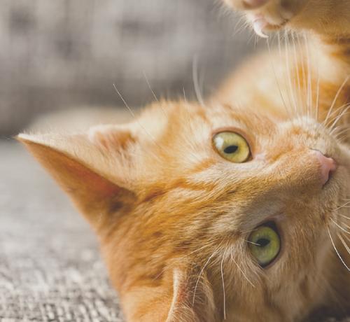 a happy and playful orange cat on his back