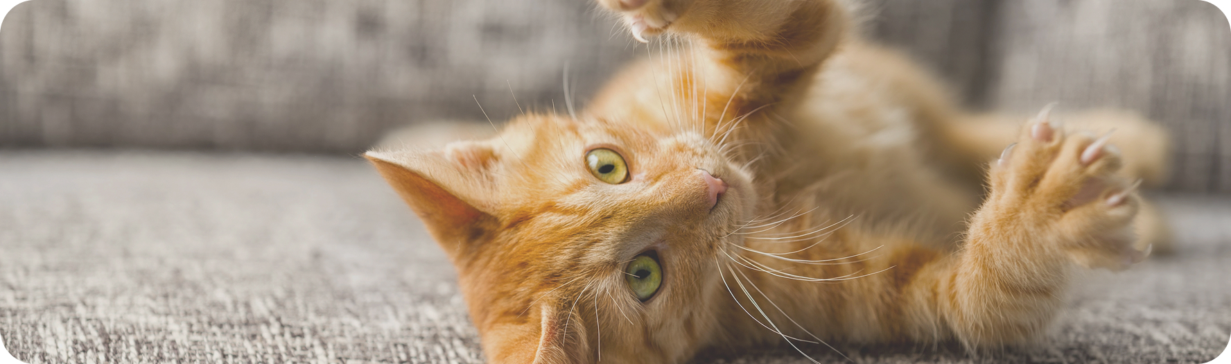 a orange kitty on his back playing