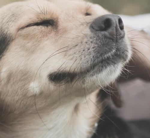 a dog enjoying himself while being petted